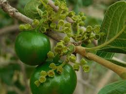 Image result for Vangueria ferruginea