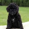You can browse thru list of maltipoo breeders or consider. 1