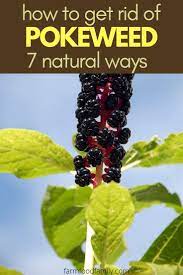 Pin On Gardening Tips And Ideas
