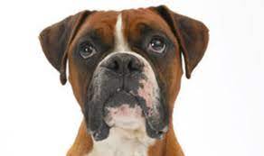 Pup Keeps Eating Wood Chips Express Yourself Comment Express Co Uk