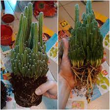 How do i identify a specific cactus? Repotting My Fairy Castle Cactus