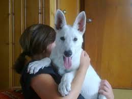 Akc german shepherd puppies $800 (gsp > pendleton sc) pic hide this posting restore restore this posting. White German Shepherd Puppies Akc For Sale In Vidalia Georgia Classified Americanlisted Com