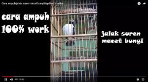 Cara Ampuh Jalak Suren Macet Bunyi Tiap Lihat Majikan Youtube