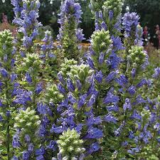 Image result for Lobelia pteropoda