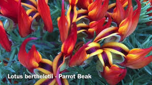 Image result for Lotus berthelotii