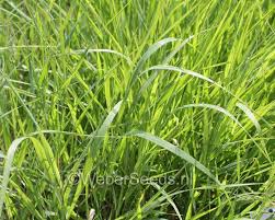 Image result for Bromus