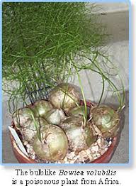 Image result for Bowiea volubilis