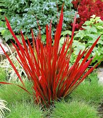 Ziergras Red Baron Schon Pflegeleicht Bei Baldur Garten Garten Pflanzen Pflanzen Ziergras