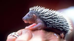 Der junge ist durch das fenster in den hof gesprungen. Tiere Im Winter Wann Igel Wirklich Hilfe Brauchen Br Wissen