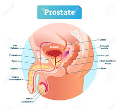 Anatomy of male reproductive system. Prostate Labeled Vector Illustration Educational Male Anatomy Royalty Free Cliparts Vectors And Stock Illustration Image 118163233