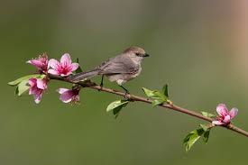 Hd Wallpaper Birds And Flowers Bird On A Flowering Tree Branch Hd Wallpaper Get It Now Tree Branch Wallpaper Bird Animal Wallpaper