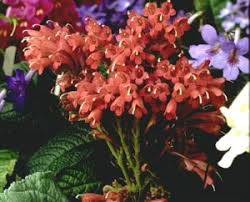 Image result for Streptocarpus sp.nov. aff. S. grandis