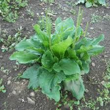 Image result for Plantago