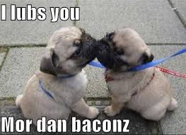 Aaawwwwwwwwwwww Cute Animals Cute Pugs Funny Dogs