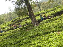 Rutenya bisa kalian lihat di google maps dengan (link ini). Kebun Teh Medini Kendal Salah Satu Tempat Tersejuk Di Ken Flickr