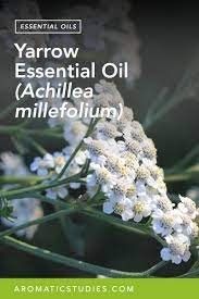 Yarrow Essential Oil Achillea Millefolium The School Of Aromatic Studies Yarrow Essential Oil Essential Oils Oils