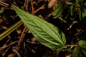 Image result for Eriosema lebrunii