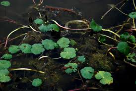 Image result for Hydrocotyle ranunculoides