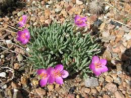 Image result for Talinum tenuissimum