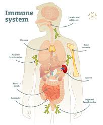 This article is about internal. Immune System Lymph Nodes Body Diagram Kaleidoscope Fighting Lupus