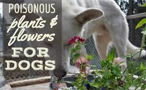 Whether you're a gardener or enjoy having fresh flowers in your house, if you live with animals, you should be aware of the plants around them. Poisonous Plants For Dogs Save Your Dog S Life Get Rid Of These Now Caninejournal Com