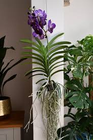 Image result for Vanda