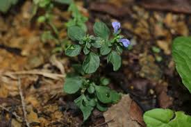 Image result for Rungia