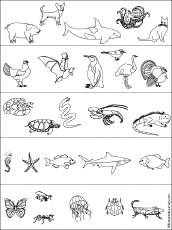 Check out our collection of free animal coloring pages. Animal Printouts W Enchantedlearning Com