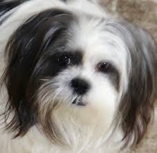 This is my little Tee-Beau