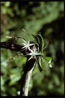 Image result for Aeschynomene stolzii