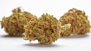 Deutscher Verkehrsgerichtstag Sollen Cannabis Patienten Autofahren Durfen Oder Nicht