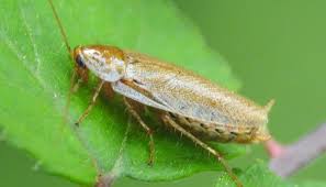 In this article, we'll cover some household roach killers, the precautions you need to take when using roach and ant killers, as well as how to get rid of roaches without dangerous poisons. Wood Roach Vs Cockroach 2 Major Differences