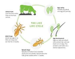 Image result for lice life cycle