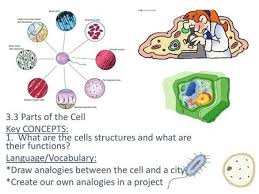 We did not find results for: Cell Analogy Project Use An Analogy To Create An Artistic Piece Of The Organelles In A Cell You May Use Either A Plant Or An Animal Cell Create A Chart Ppt