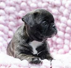 The litter will be weaned around august 26. Our Bugg Puppy Half Boston Half Pug Cute Baby Animals Bugg Puppies Cute Puppies