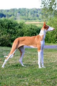 podenco ibicenco by sannas on deviantart ohotnichi sobaki grejhaund sobaki