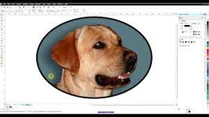 Background Removal In Coreldraw Corel Photo Paint Corel Draw Tutorial Painting Photos Coreldraw