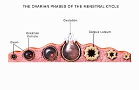 If the egg is not fertilized, it passes through the uterus. Ovaries You And Your Hormones From The Society For Endocrinology