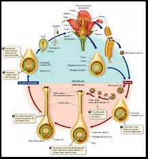 30 Plantlifecycle Jpg 985 1050 Biology Plants Plant Science Learning Science