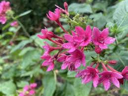 Image result for Pentas lanceolata