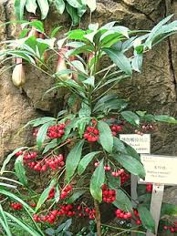 Image result for Ardisia staudtii