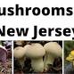 Fungi of Washington Crossing State Park