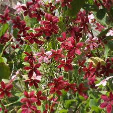 Последние твиты от flowers of sri lanka (@srilankanflora). Flowers Of Sri Lanka On Twitter Yess Latin For What The Heck I Loved That The Name Was Because Of The Different Flower Colours Which Everyone Was Puzzled About Https T Co 5ixwzw0noi