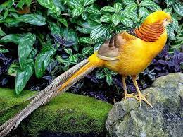 Pin De Pablo Alejandro Robayo Suarez En Animales Animales Faisan Fotos De Aves