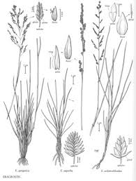 Image result for Eragrostis