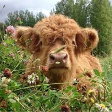 Hielan coo) is a scottish breed of rustic cattle. Fluffy Highland Cow Explore Tumblr Posts And Blogs Tumgir