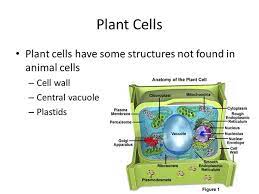 Why chloroplast is not present in animal cell. Why Don T Animal Cells Have Chloroplasts Quora