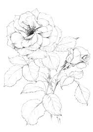 Rose Art Sketch New York Flower June Birth Flower Clipart Etsy In 2021 Flower Art Drawing Flower Line Drawings Rose Art