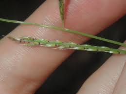 Image result for Eriochloa macclounii