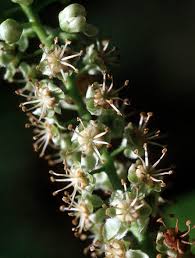 Image result for Melicoccus bijugatus